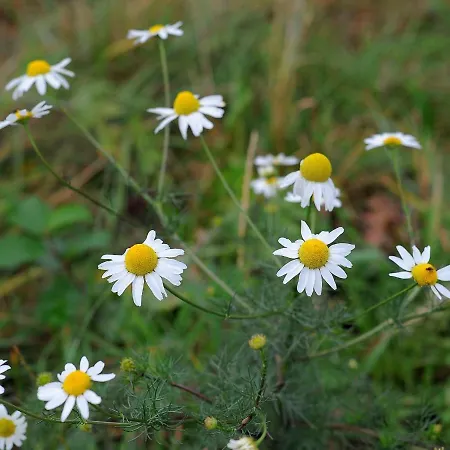 Chalet In Gerolstein Near Forest Trails