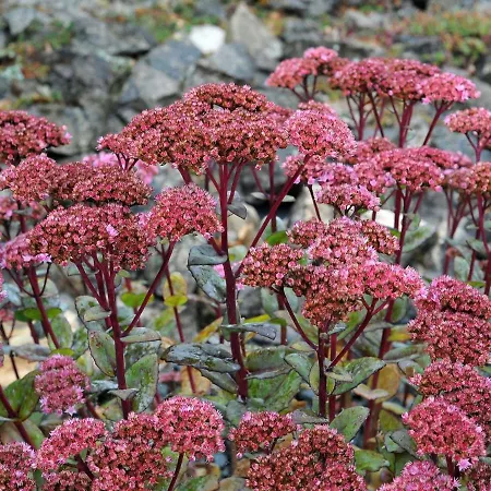 In Gerolstein Near Forest Trails Hinterhausen