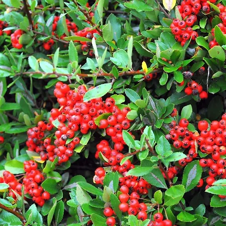 In Gerolstein Near Forest Trails Chalet