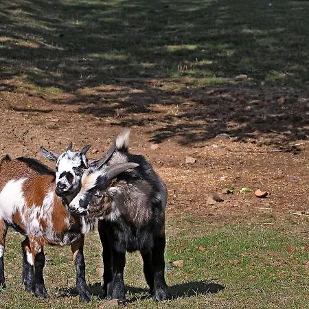 Chalet In Gerolstein Near Forest Trails *