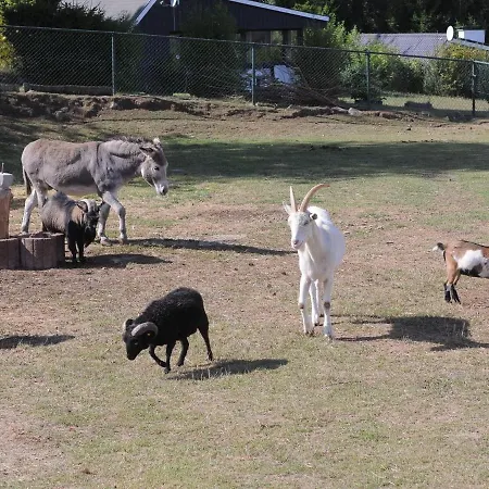 In Gerolstein Near Forest Trails * Hinterhausen