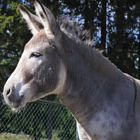 In Gerolstein Near Forest Trails Hinterhausen