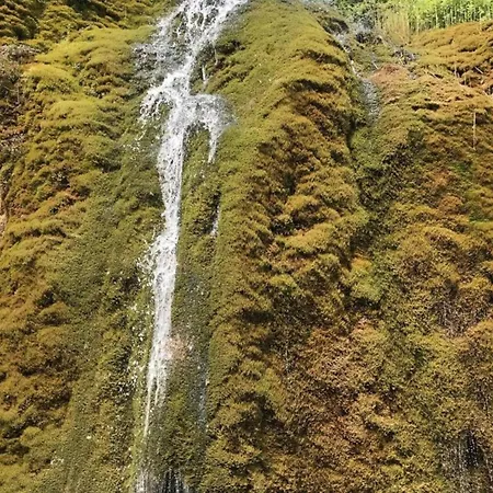 In Gerolstein Near Forest Trails *