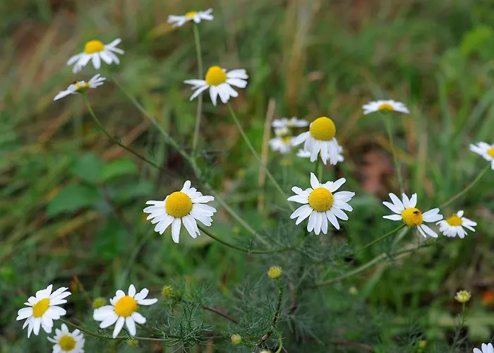 Domek alpejski In Gerolstein Near Forest Trails