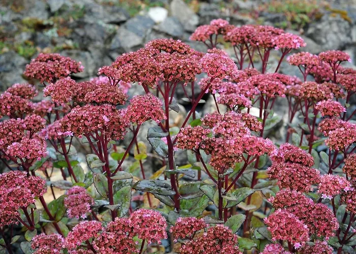 In Gerolstein Near Forest Trails Hinterhausen