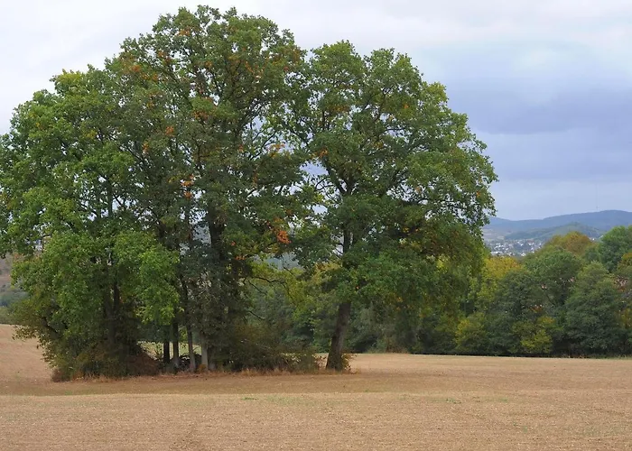 In Gerolstein Near Forest Trails *