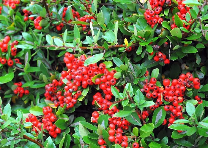 In Gerolstein Near Forest Trails Domek alpejski