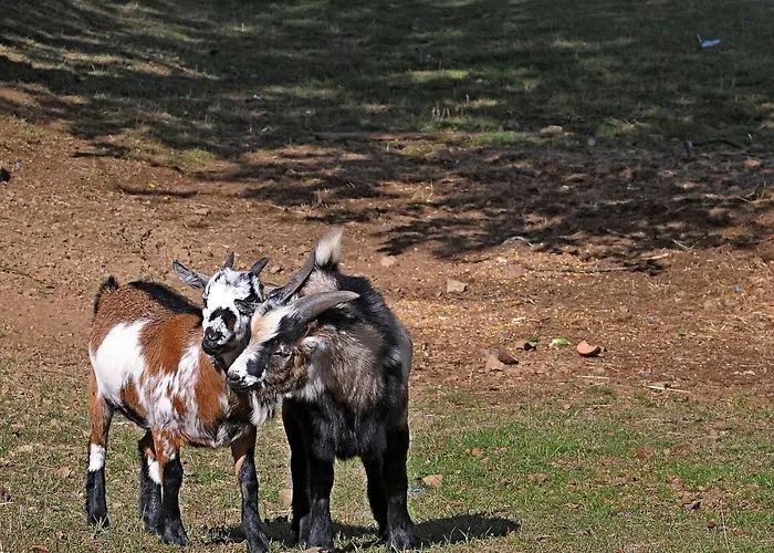 Domek alpejski In Gerolstein Near Forest Trails *