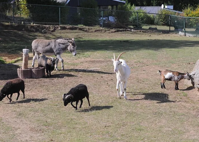 In Gerolstein Near Forest Trails * Hinterhausen